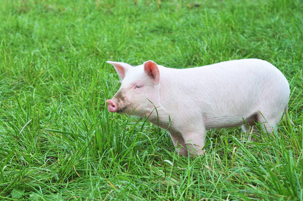 Свинья на зеленой траве.