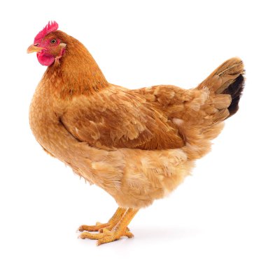 izole kahverengi tavuk.