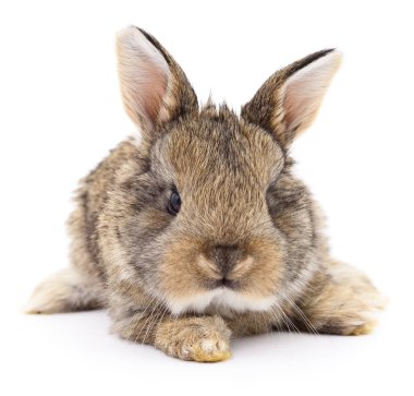 kahverengi tavşan tavşan.