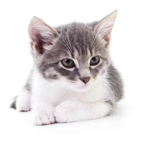 Kätzchen auf weißem Hintergrund. — Stockfoto