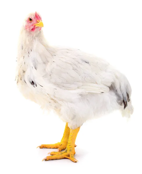 Weiße Henne isoliert. — Stockfoto