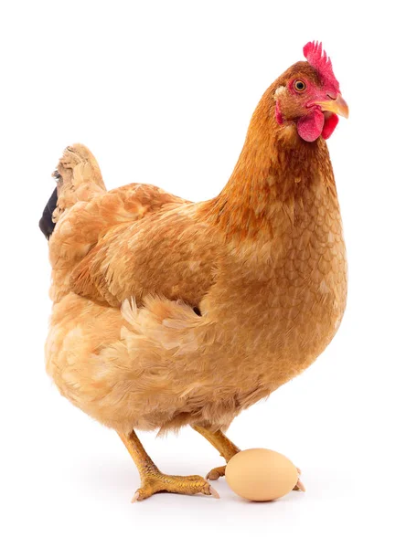 Gallina bruna con uovo . — Foto Stock