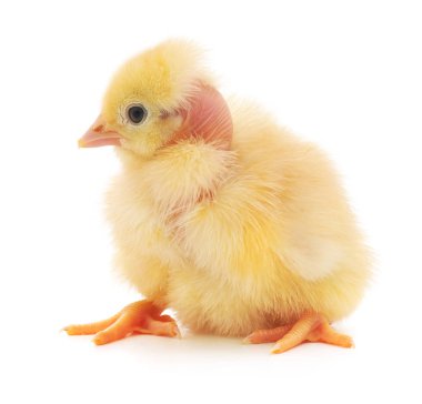 küçük sarı tavuk 