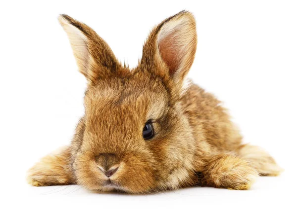 Hnědý králíček. — Stock fotografie