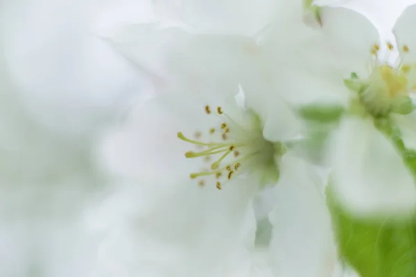 Fioritura di una ciliegia . — Foto Stock