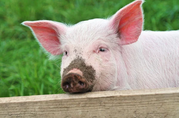 Kleines Schwein im Gras. — Stockfoto