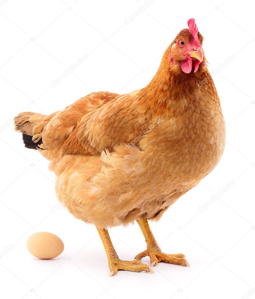 Brown hen with egg. — Stock Photo © Tsekhmister 143932473