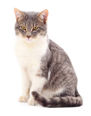 Beyaz arka plandaki kedi