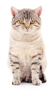 Beyaz arka plandaki kedi