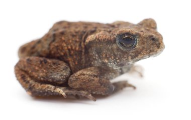 Küçük kahverengi kurbağa.
