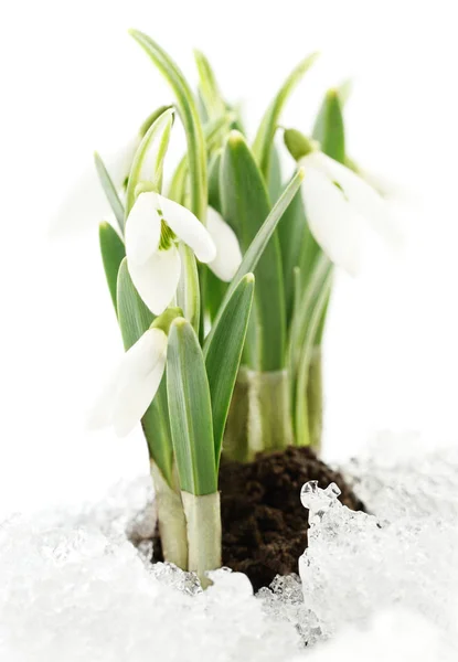 Schneeglöckchen und Schnee — Stockfoto