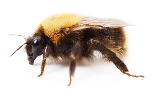 Bumblebee su bianco . — Foto Stock