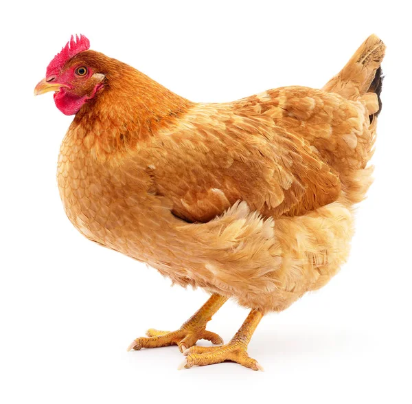 Gallina marrón aislada . — Foto de Stock