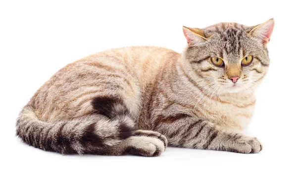 Cat on a white background — Stock Photo, Image