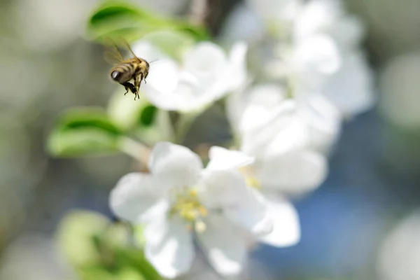 Ape da miele e fiori bianchi — Foto Stock