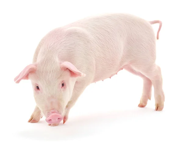 Schwein auf weiß — Stockfoto