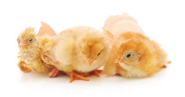 Kippen en eieren shell — Stockfoto