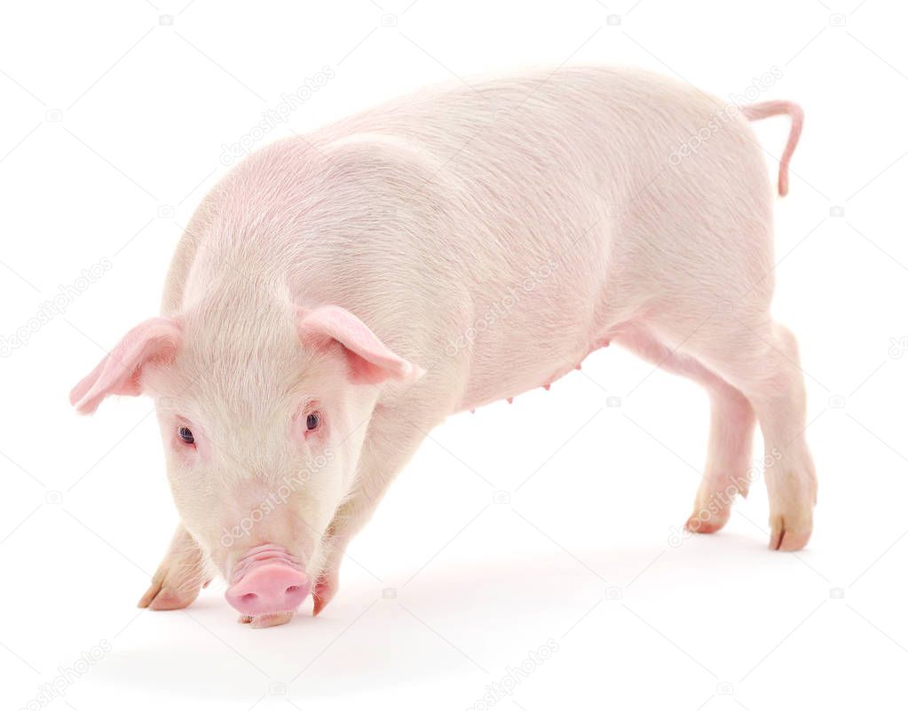 Pig on white