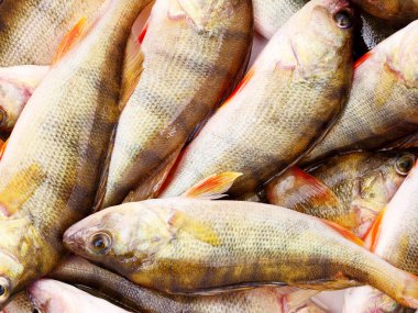 Beyaz üstüne tünemiş.