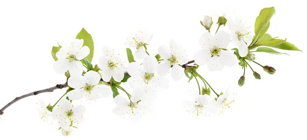 Cherry bloemen op wit. — Stockfoto