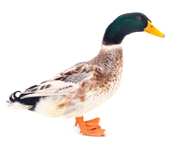 Brun duck på vit. — Stockfoto