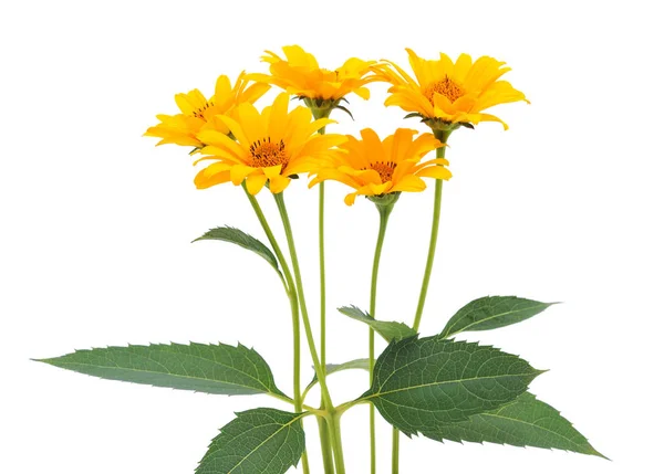 Vijf gele bloemen. — Stockfoto