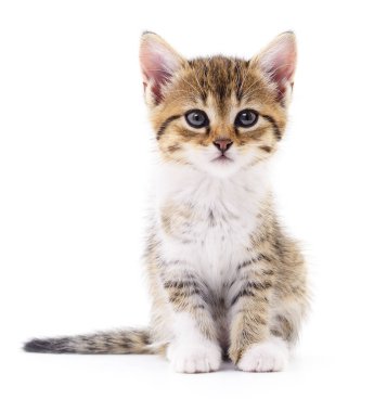 Beyaz zemin üzerinde kedi yavrusu.