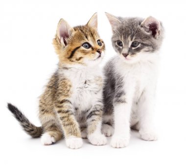 iki küçük yavru kedi 