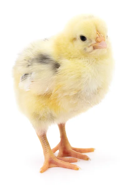 Pollo giallo piccolo — Foto Stock