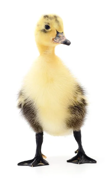 Un canard jaune — Photo