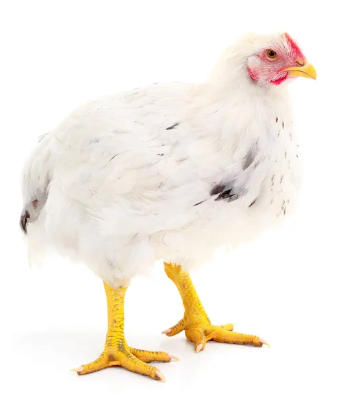 Gallina bianca isolata . — Foto Stock