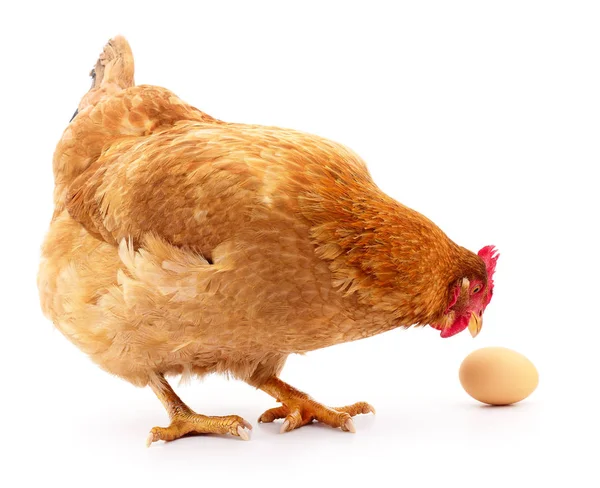 Курка і яйце — стокове фото