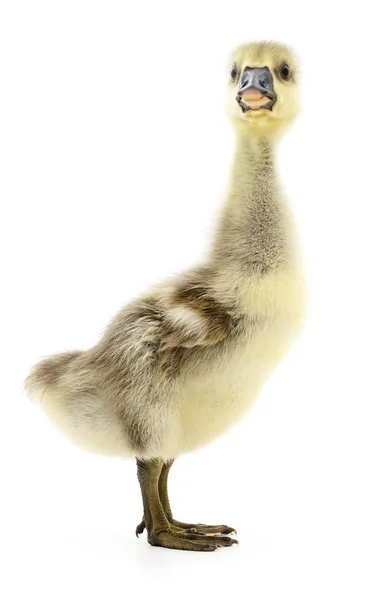 Weinig gosling geïsoleerd. — Stockfoto