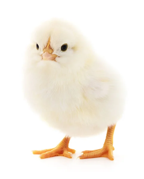 Small yellow chicken — Stock Photo, Image