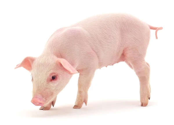 Schwein auf weiß — Stockfoto