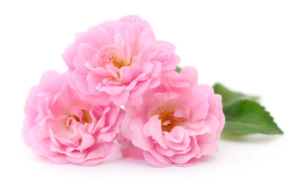 Lindas rosas rosa . — Fotografia de Stock