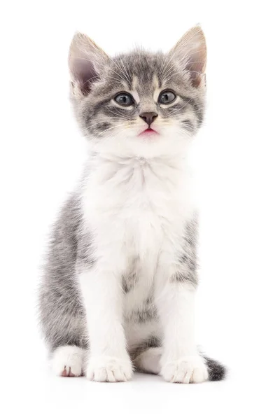 Kitten op witte achtergrond. — Stockfoto