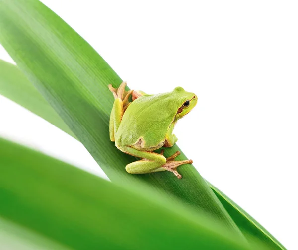 Groda sittande på ett löv — Stockfoto