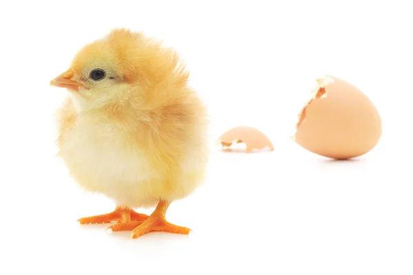 Huhn und Eierschale — Stockfoto