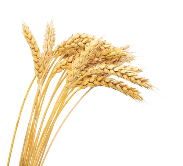 Parta pšenice na bílém pozadí. — Stock fotografie