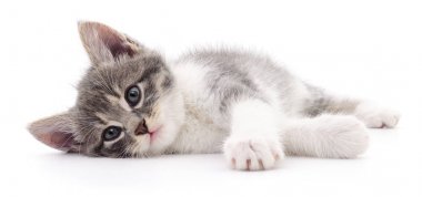 Beyaz zemin üzerinde kedi yavrusu.