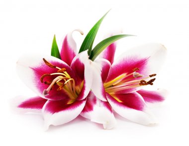 iki kırmızı lilyum.