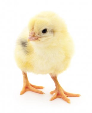 küçük sarı tavuk 