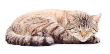 Beyaz arka plandaki kedi