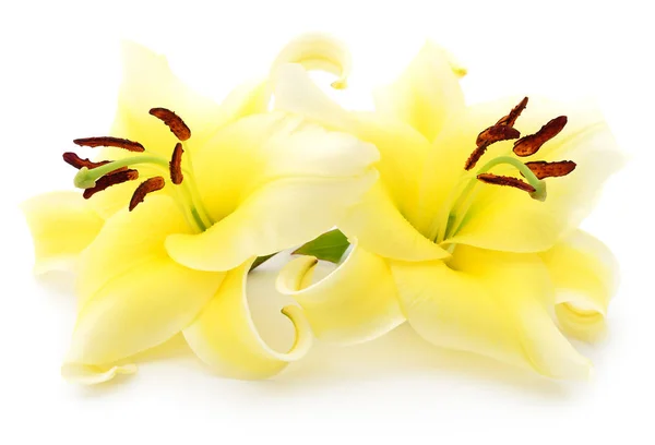 两个黄色百合花. — 图库照片