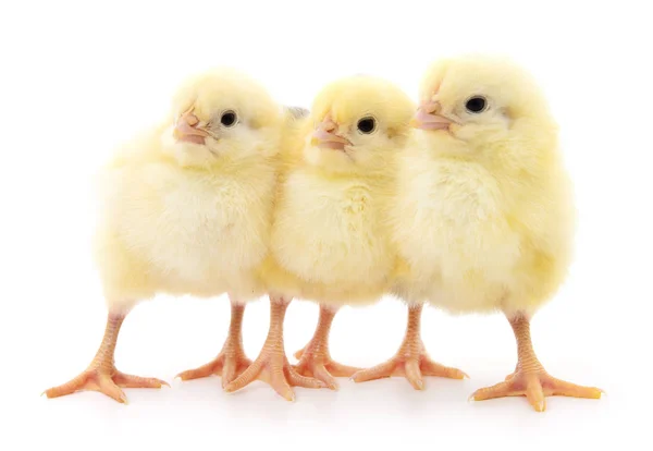 Trois poussins mignons . — Photo