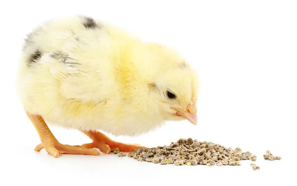 Pollo del bambino che mangia — Foto Stock