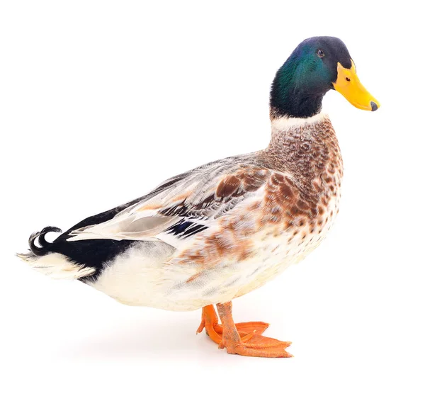 Canard brun sur blanc . — Photo