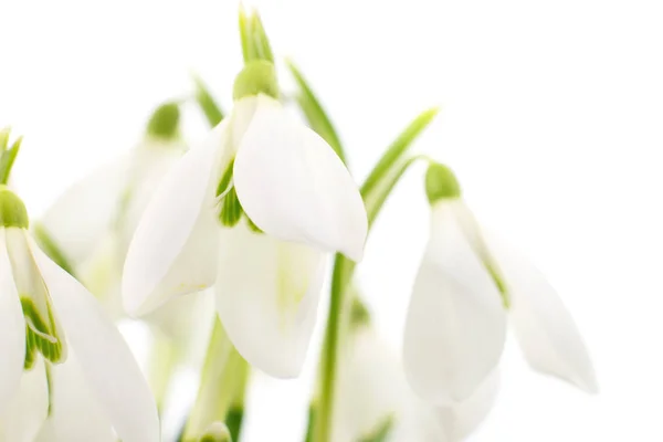 Przebiśniegi (Galanthus nivalis) na białym tle — Zdjęcie stockowe