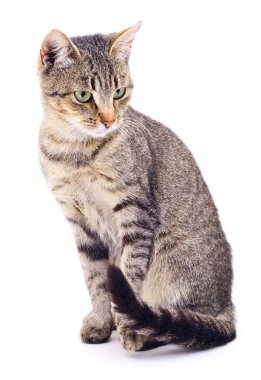 Beyaz zemin üzerinde kedi yavrusu.